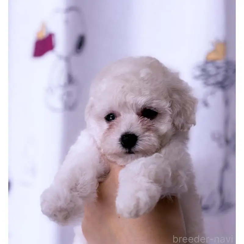 販売中の岩手県のタイニープードル-456464の3枚目