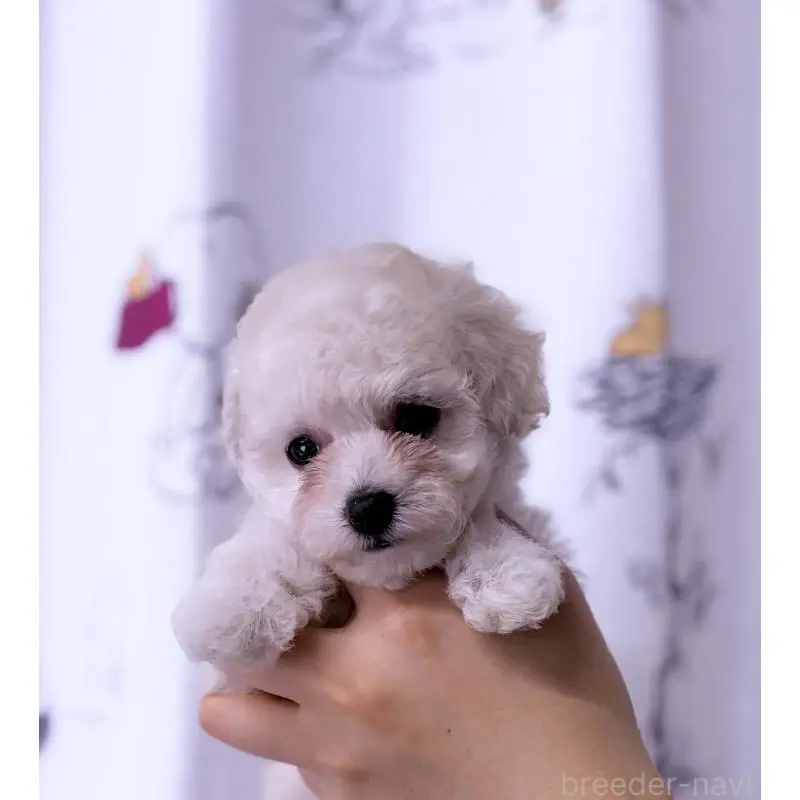 販売中の岩手県のタイニープードル-456464の2枚目