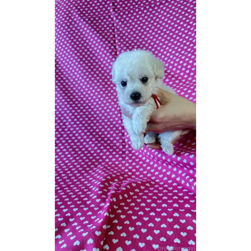 販売中の北海道のビションプー:ビションフリーゼ×トイプードル-456463