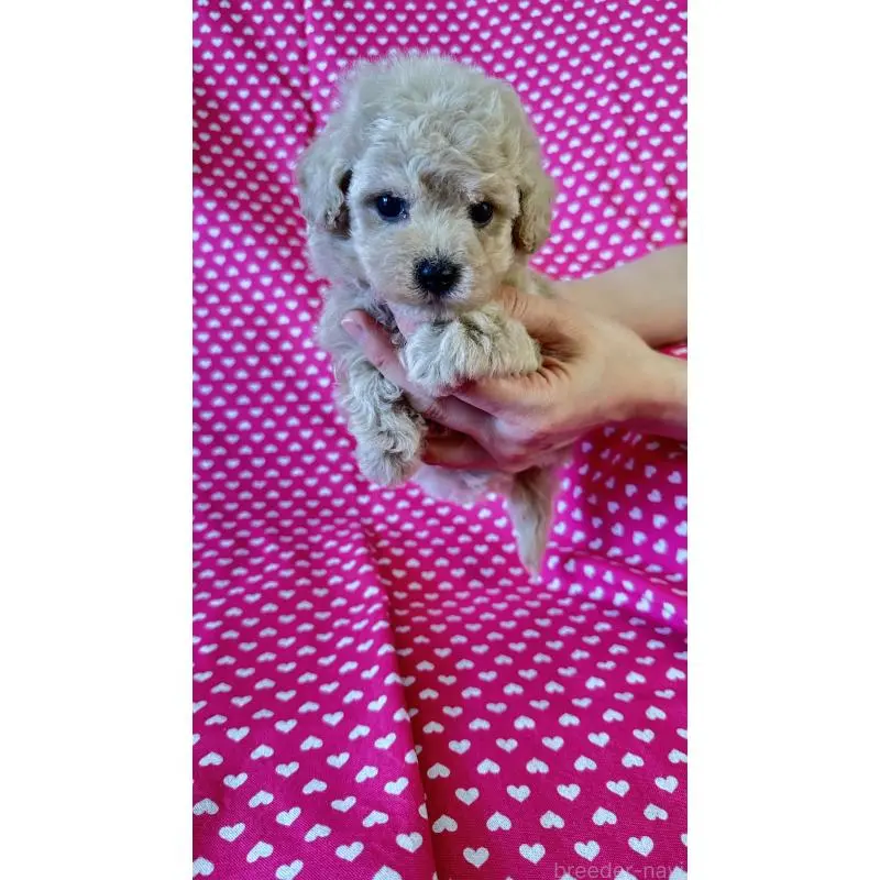 販売中の北海道のビションプー:ビションフリーゼ×トイプードル-456466