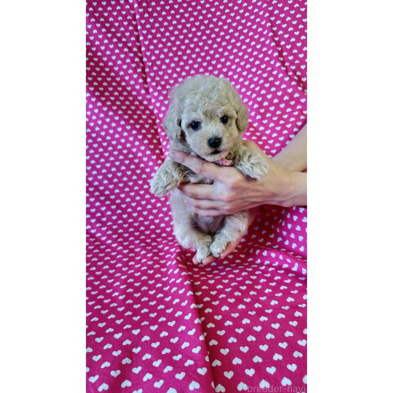 販売中の北海道のビションプー:ビションフリーゼ×トイプードル-456466の4枚目