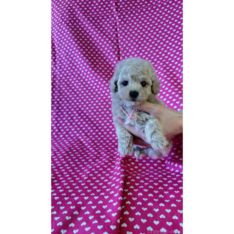 販売中の北海道のビションプー:ビションフリーゼ×トイプードル-456466の3枚目