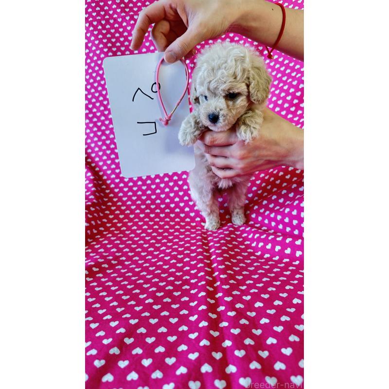 販売中の北海道のビションプー:ビションフリーゼ×トイプードル-456466の2枚目