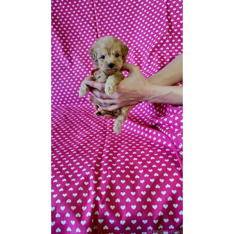 販売中の北海道のダップー:ミニチュアダックスフンド×トイプードル-456468