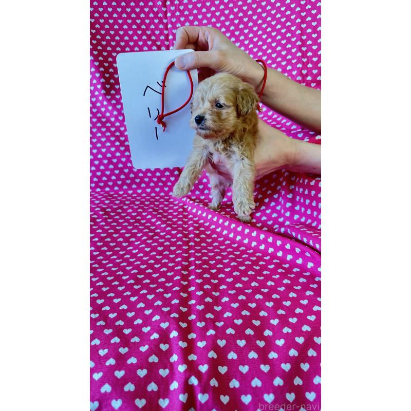 販売中の北海道のダップー:ミニチュアダックスフンド×トイプードル-456468の4枚目