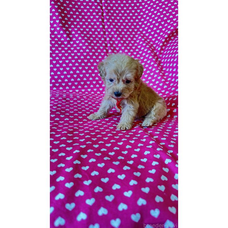 販売中の北海道のダップー:ミニチュアダックスフンド×トイプードル-456468の2枚目