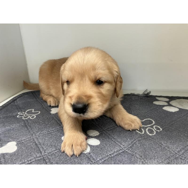 販売中の山形県のゴールデンレトリーバー-456469の6枚目