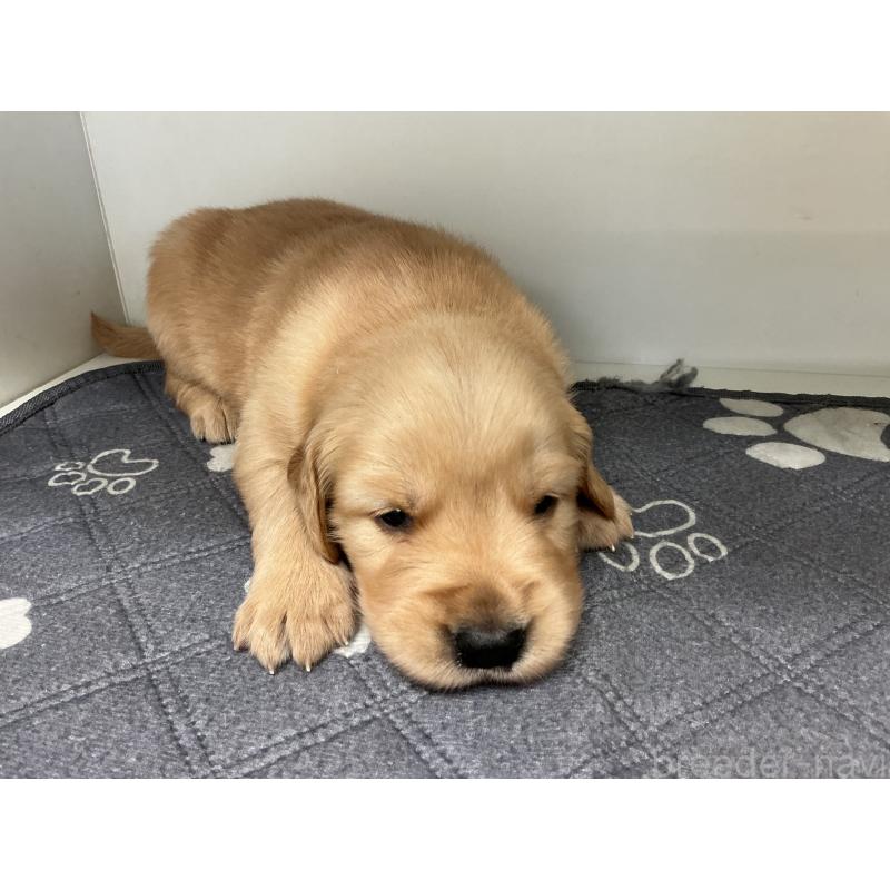 販売中の山形県のゴールデンレトリーバー-456469の5枚目