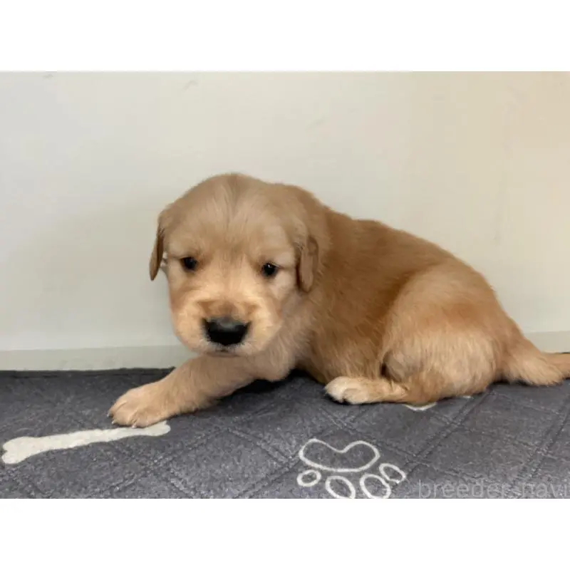 販売中の山形県のゴールデンレトリーバー-456469の4枚目