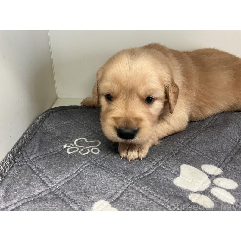 販売中の山形県のゴールデンレトリーバー-456469の3枚目