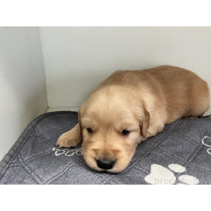 販売中の山形県のゴールデンレトリーバー-456469の2枚目