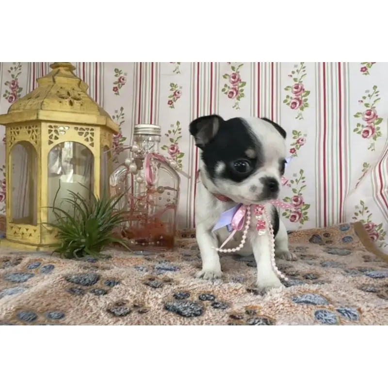 販売中の福岡県のチワワ(スムースコート)-456470