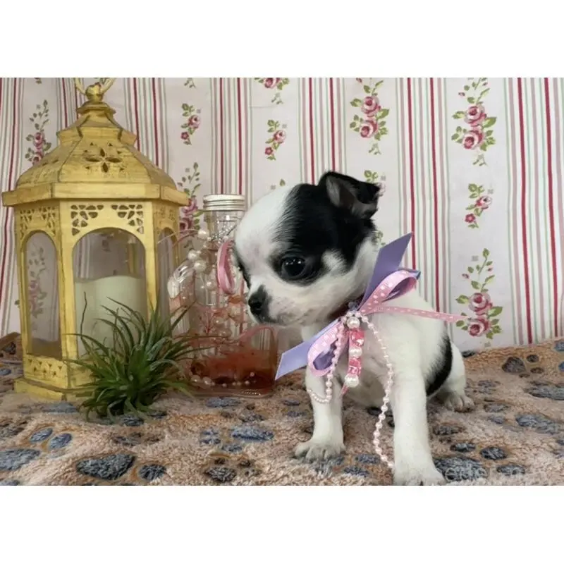 販売中の福岡県のチワワ(スムースコート)-456470の5枚目