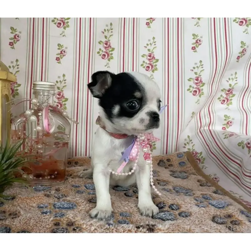 販売中の福岡県のチワワ(スムースコート)-456470の4枚目