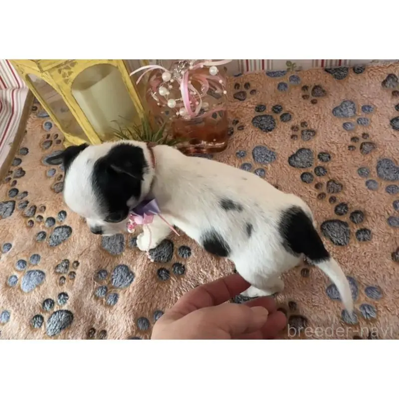 販売中の福岡県のチワワ(スムースコート)-456470の3枚目