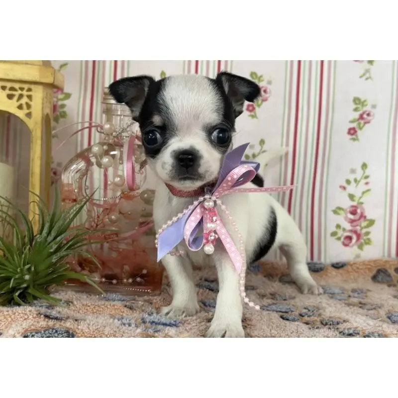 販売中の福岡県のチワワ(スムースコート)-456470の2枚目