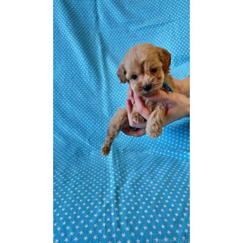 販売中の北海道のダップー:ミニチュアダックスフンド×トイプードル-456471