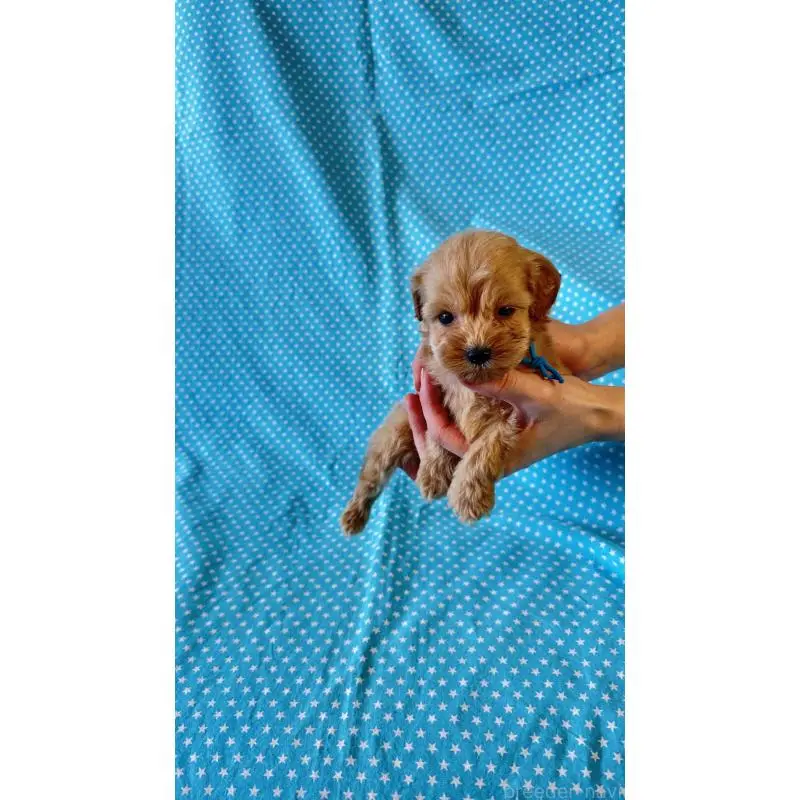 販売中の北海道のダップー:ミニチュアダックスフンド×トイプードル-456471の4枚目