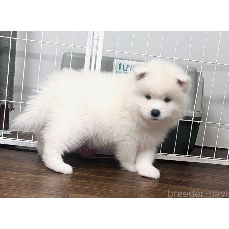 販売中の東京都のサモエド-450330