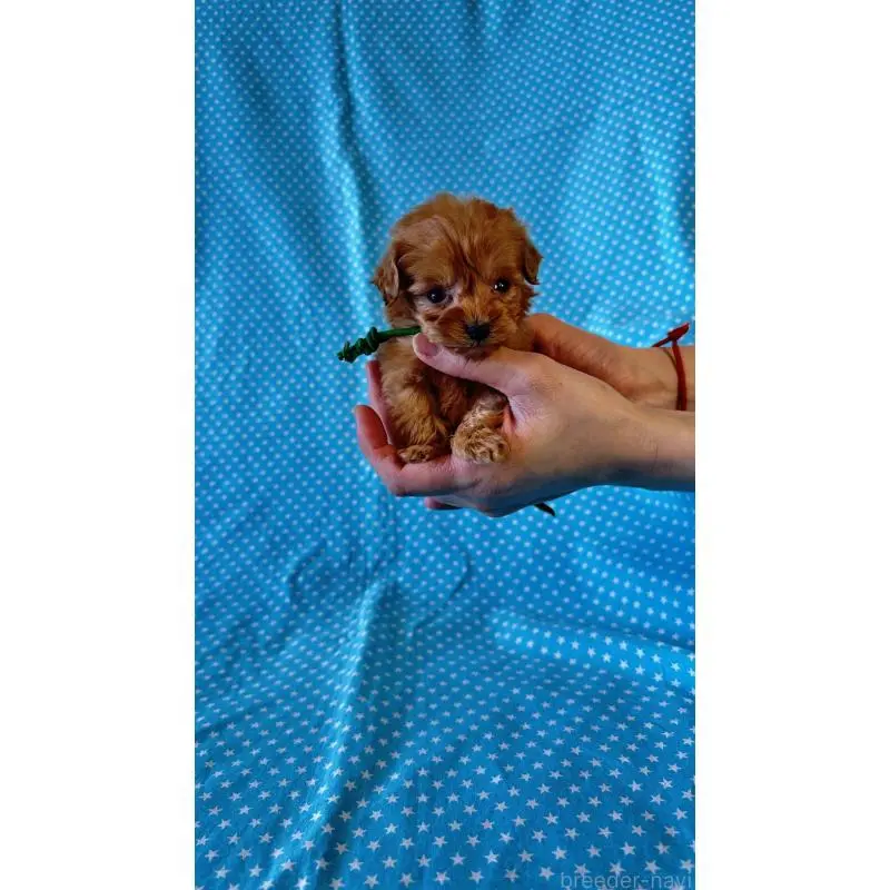 販売中の北海道のダップー:ミニチュアダックスフンド×トイプードル-456472