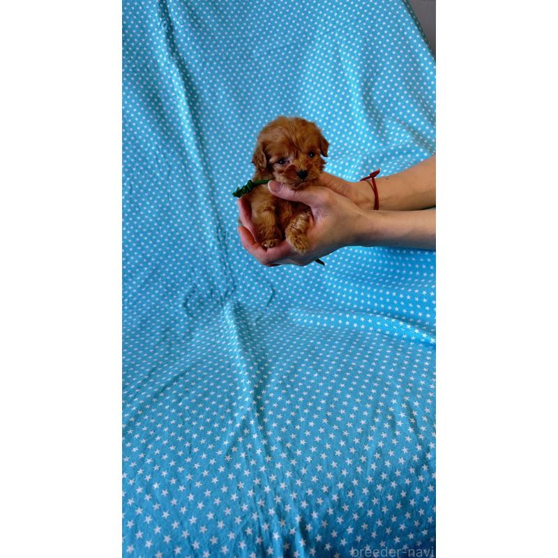 販売中の北海道のダップー:ミニチュアダックスフンド×トイプードル-456472の3枚目