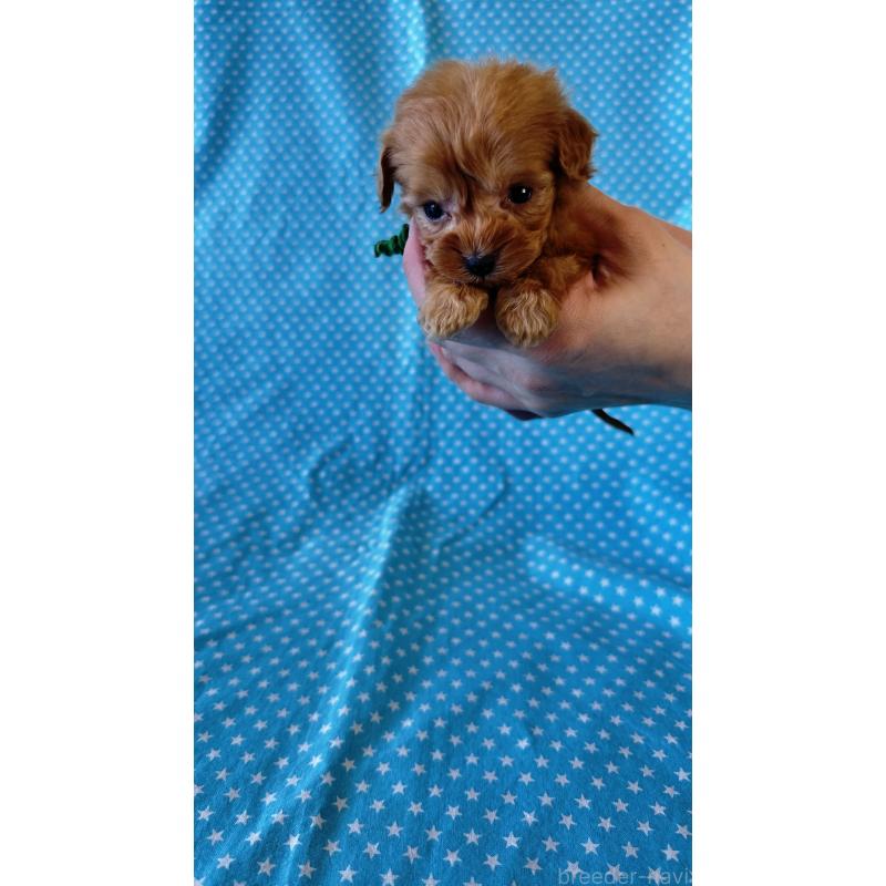 販売中の北海道のダップー:ミニチュアダックスフンド×トイプードル-456472の2枚目