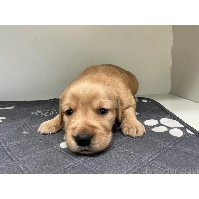 販売中の山形県のゴールデンレトリーバー-456473の6枚目