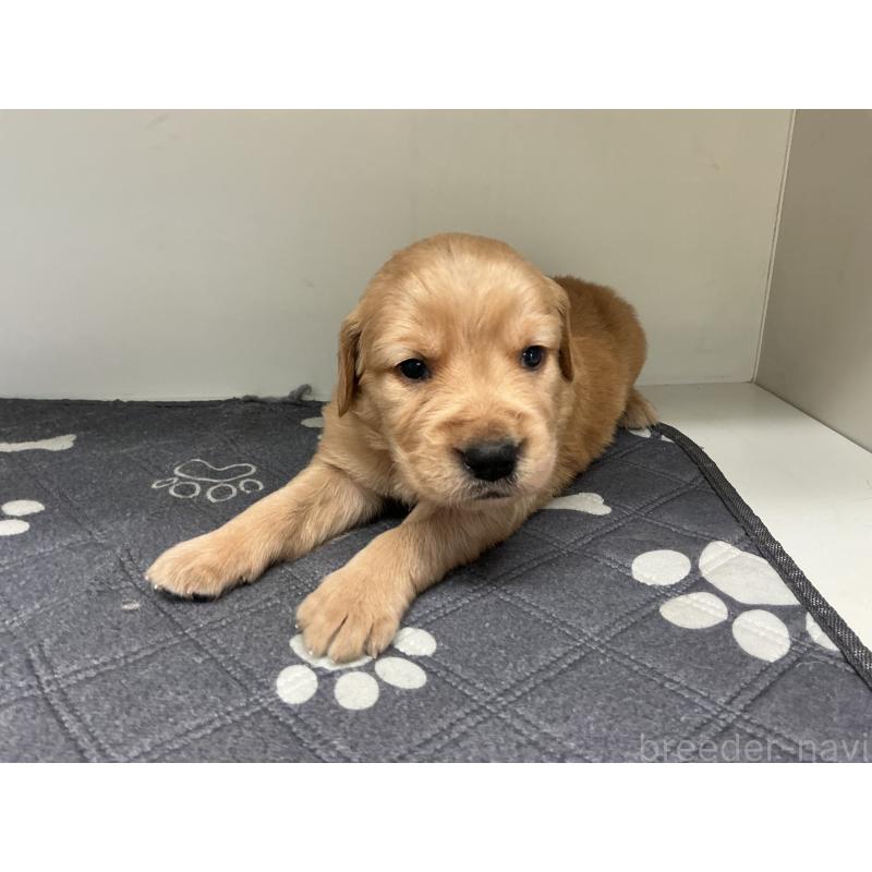 販売中の山形県のゴールデンレトリーバー-456473の5枚目