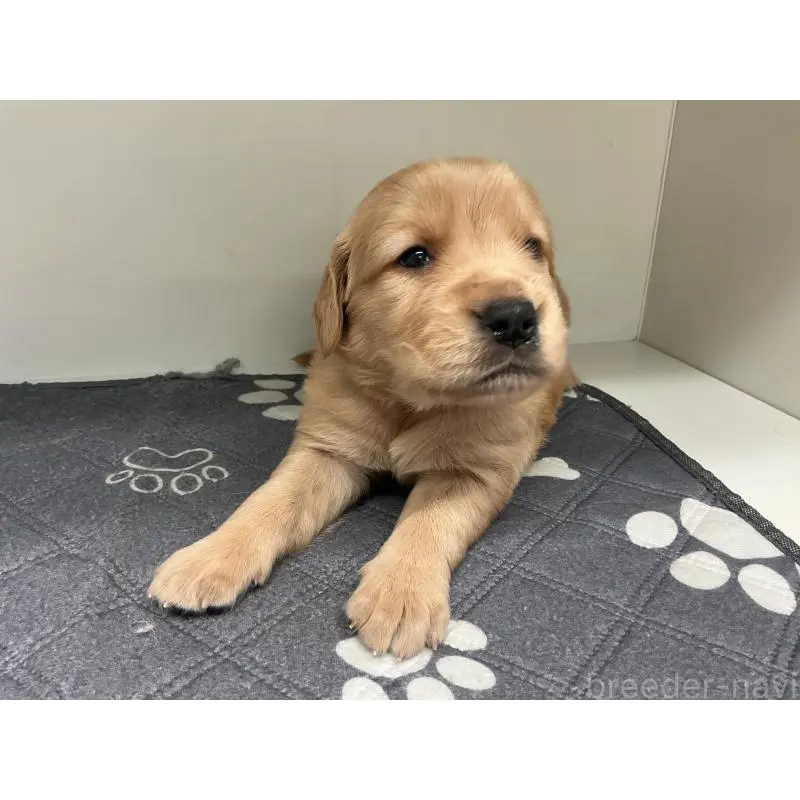 販売中の山形県のゴールデンレトリーバー-456473の4枚目