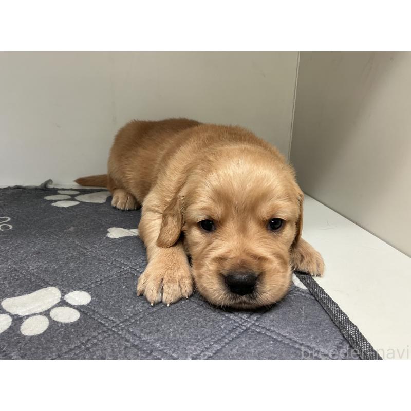 販売中の山形県のゴールデンレトリーバー-456473の3枚目