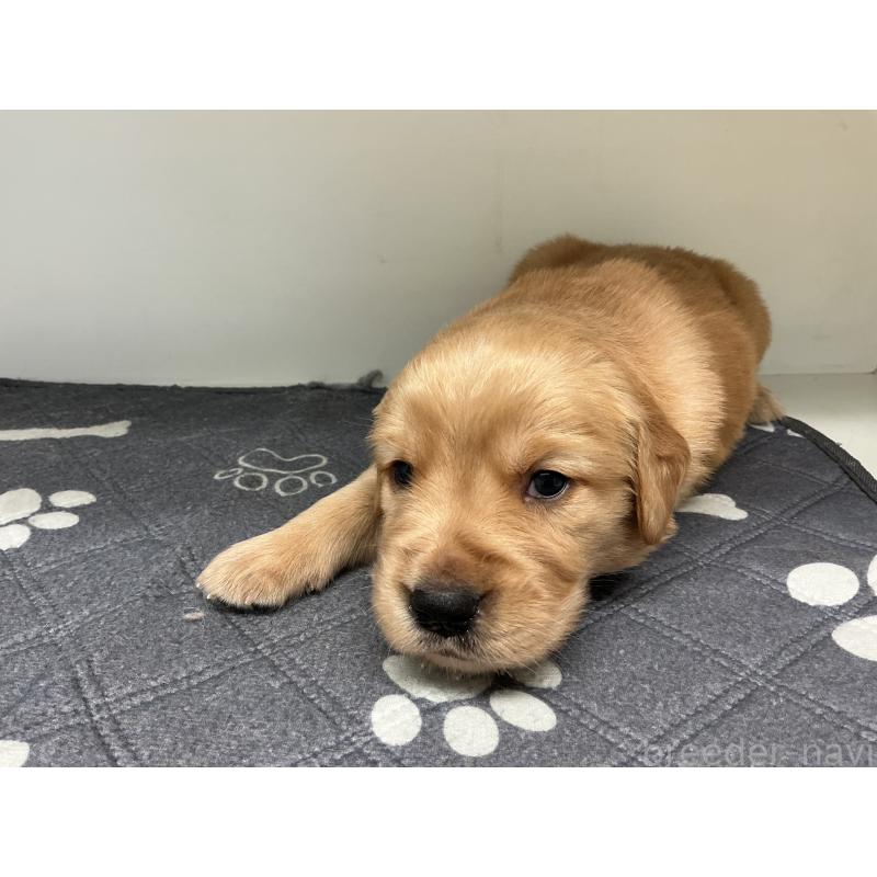 販売中の山形県のゴールデンレトリーバー-456473の2枚目