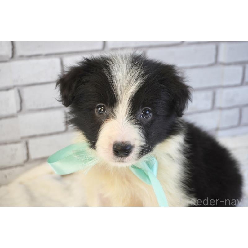 販売中の熊本県のボーダーコリー-456474の15枚目