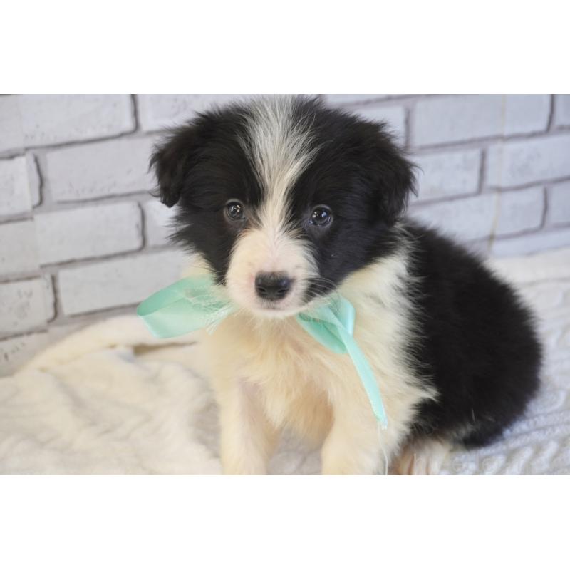 販売中の熊本県のボーダーコリー-456474の14枚目