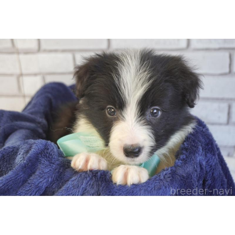 販売中の熊本県のボーダーコリー-456474の13枚目