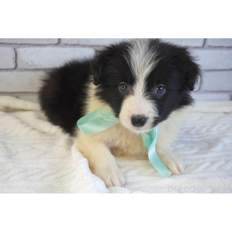 販売中の熊本県のボーダーコリー-456474の12枚目