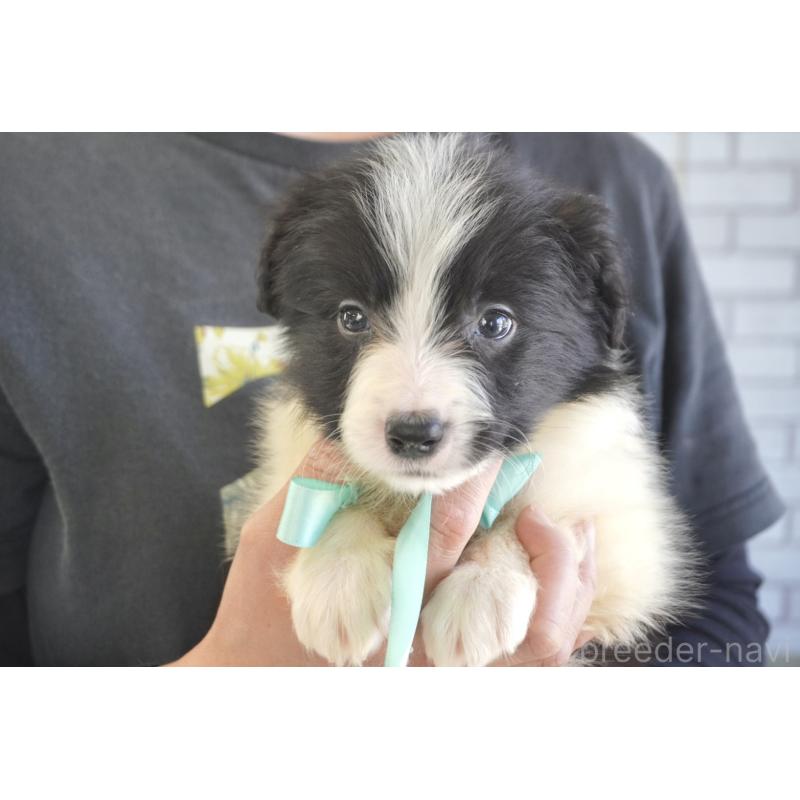 販売中の熊本県のボーダーコリー-456474の11枚目