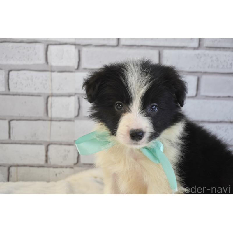 販売中の熊本県のボーダーコリー-456474の10枚目