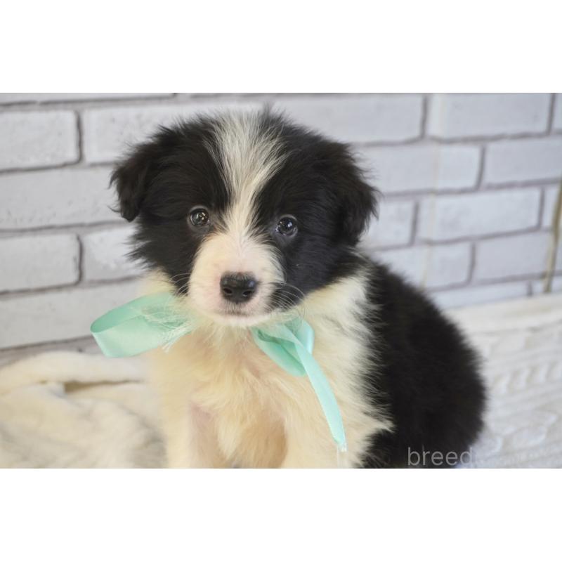 販売中の熊本県のボーダーコリー-456474の8枚目