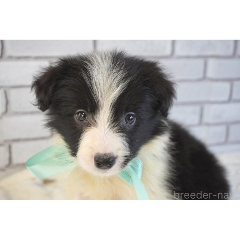 販売中の熊本県のボーダーコリー-456474の7枚目