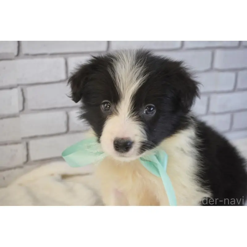 販売中の熊本県のボーダーコリー-456474の6枚目