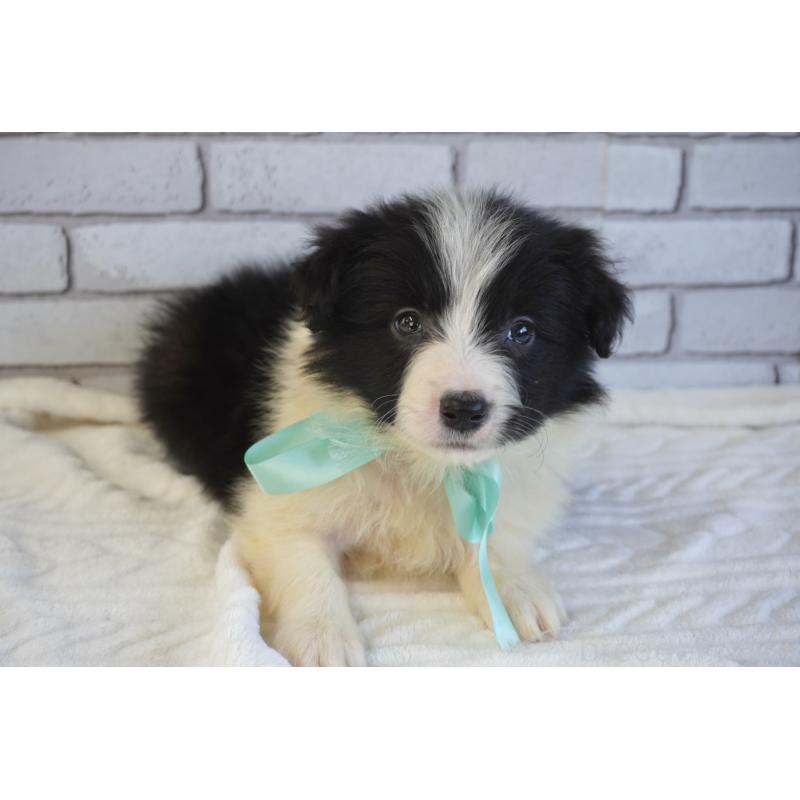 販売中の熊本県のボーダーコリー-456474の5枚目