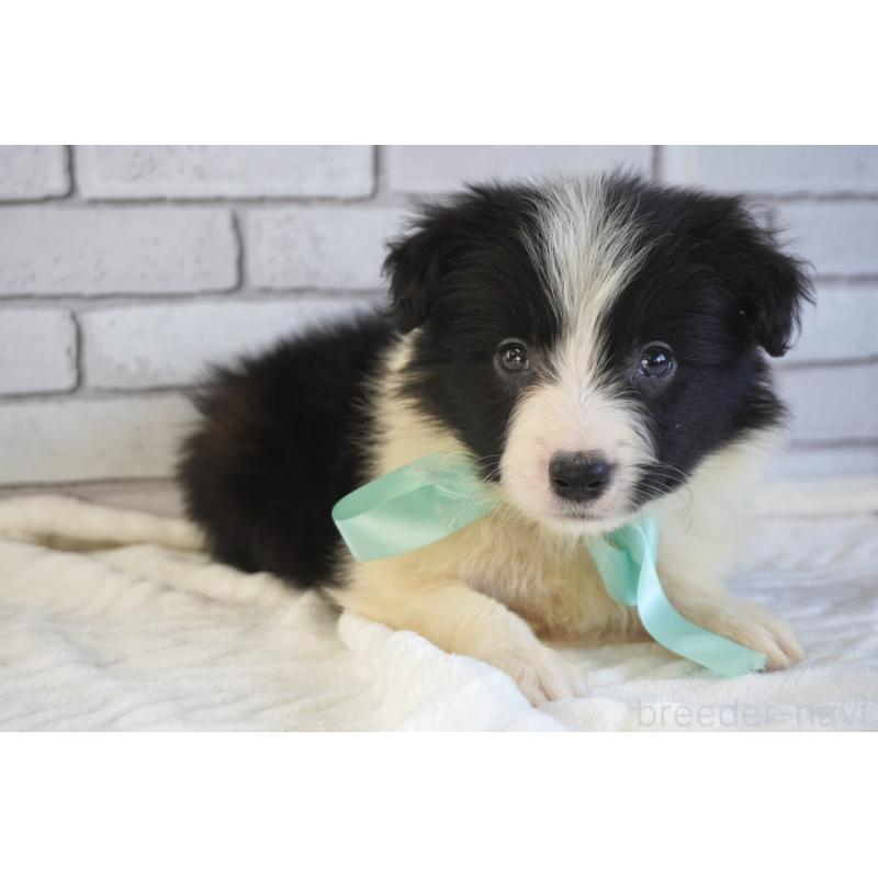 販売中の熊本県のボーダーコリー-456474の4枚目