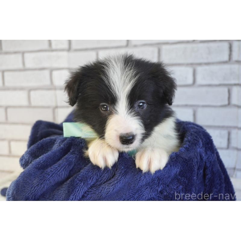 販売中の熊本県のボーダーコリー-456474の3枚目