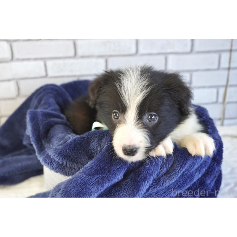 販売中の熊本県のボーダーコリー-456474の2枚目