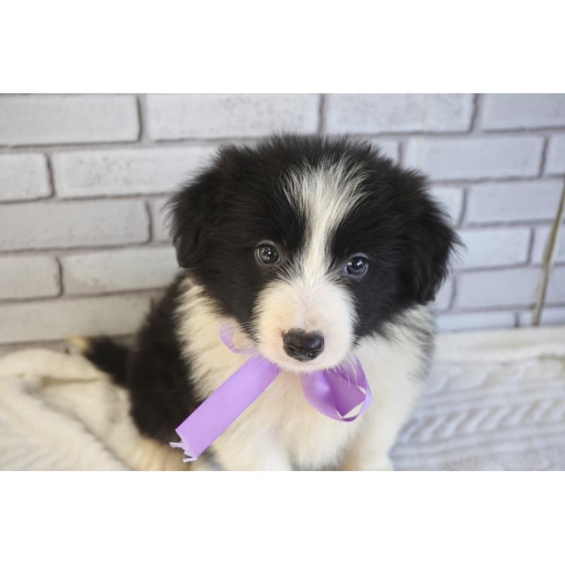 販売中の熊本県のボーダーコリー-456475の10枚目