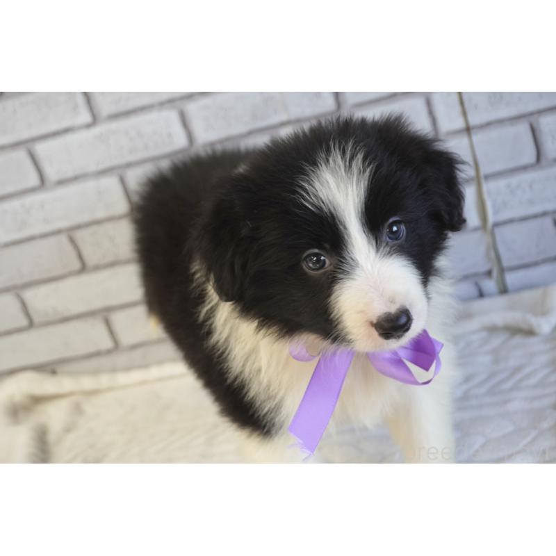 販売中の熊本県のボーダーコリー-456475の9枚目