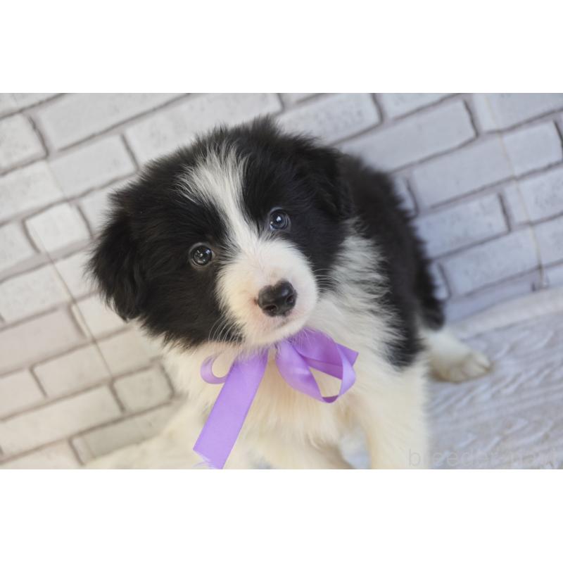 販売中の熊本県のボーダーコリー-456475の8枚目