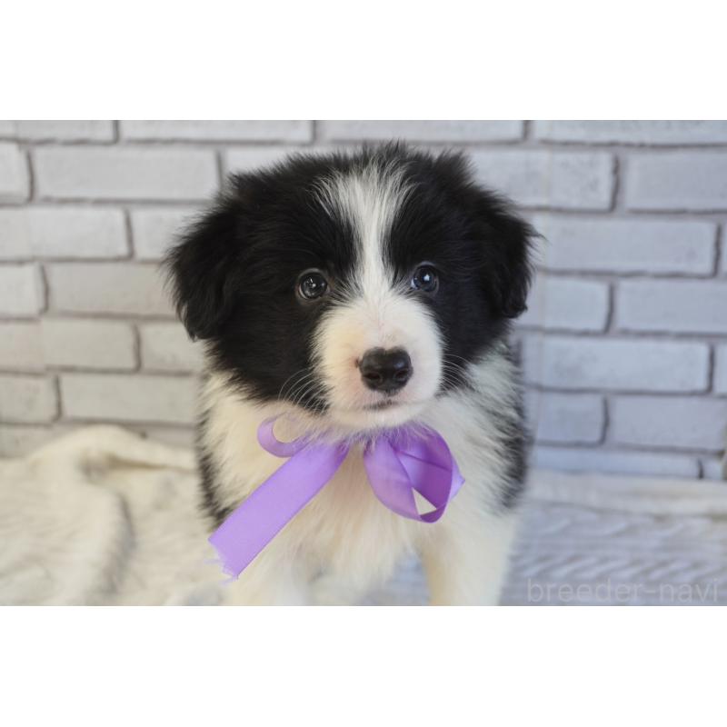 販売中の熊本県のボーダーコリー-456475の7枚目