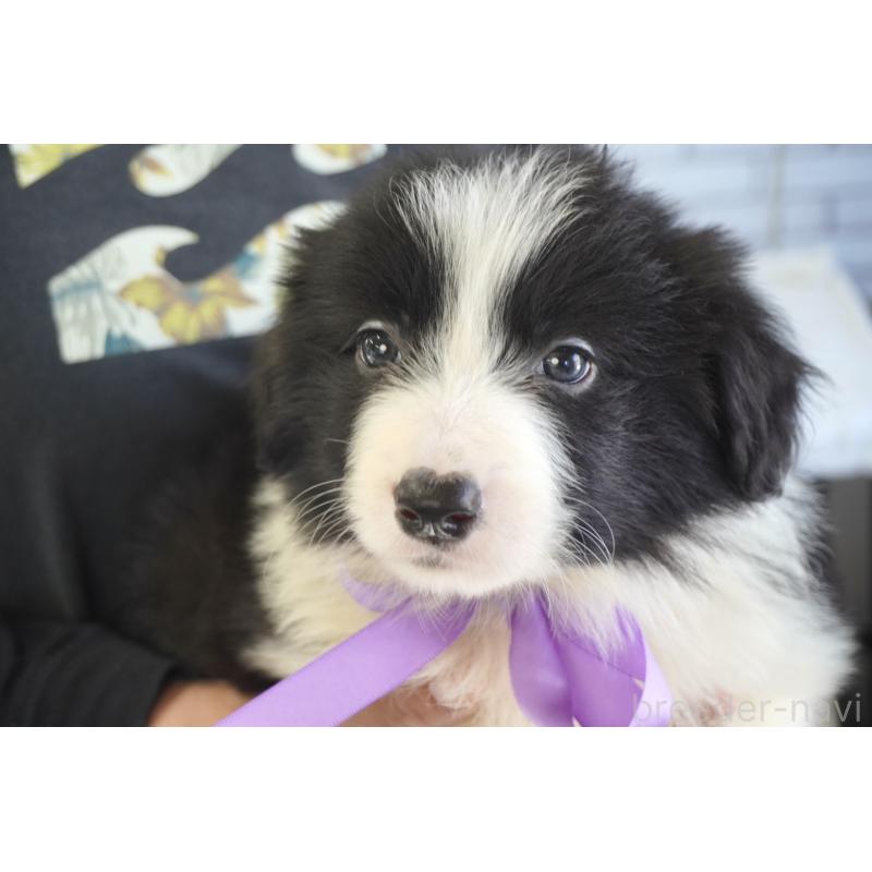 販売中の熊本県のボーダーコリー-456475の6枚目