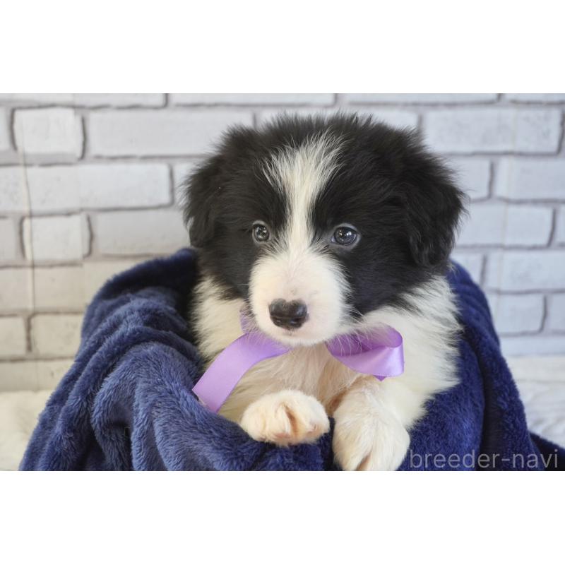 販売中の熊本県のボーダーコリー-456475の4枚目